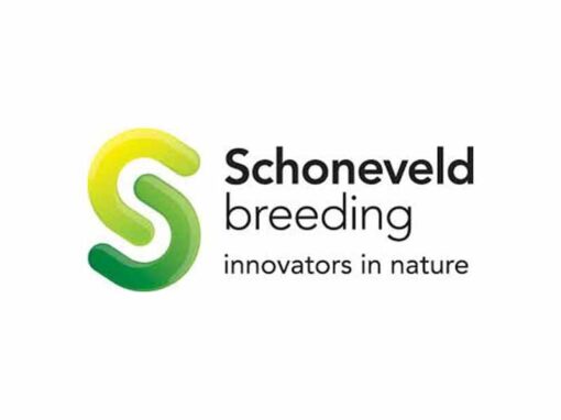 Schoneveld Breeding
